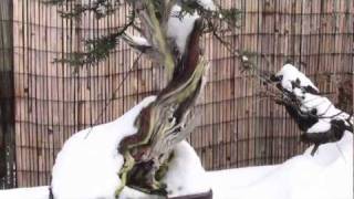 A walk in the Bonsai Garden in the Snow  5 Feb 2012 [upl. by Mcgregor832]