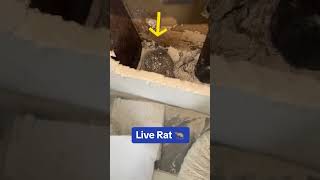 If Your dealing with a RAT INFESTATION inside your walls ALWAYS have a shop Vac ready rats [upl. by Odinevneib]