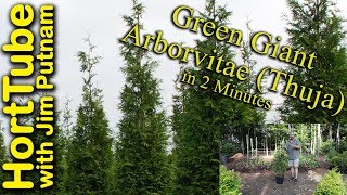 Green Giant Arborvitae Thuja in 2 Minutes [upl. by Annairol797]