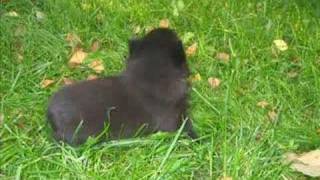 Schipperke puppies in garden [upl. by Heins255]