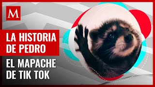 ¿De dónde surgió ‘Pedro Pedro Pedro’ El mapache que conquisto TikTok [upl. by Nnylhsa]