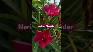 Discovering the mysteries of Nerium oleander plant [upl. by Jadwiga97]