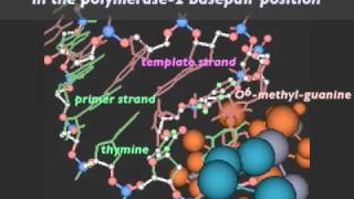 Mutagenic Replication of O6methylguanine Lesion [upl. by Doe868]