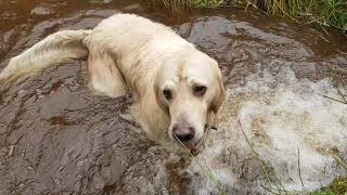 💧New Toby Video💧 How to clean a Swamp Dog [upl. by Weinshienk]