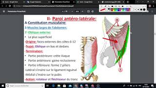 UE2 Anatomie Digestiveبالعربية  1 La Paroi Abdominale  Part 1 Paroi AnteroLaterale [upl. by Ettelocin]