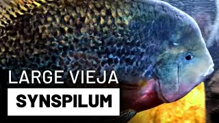 Large Vieja Synspilum Cichlid in 125 Gallon Tank [upl. by Brooks778]