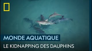 Quand les dauphins kidnappent les femelles avant saccoupler [upl. by Enoid]