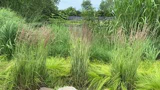 Calamagrostis Overdam and Avalanche July 14 2020 [upl. by Llenwad]