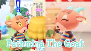 Pashmina The Goat Sisterly Villager Animal Crossing New Horizons ACNH [upl. by Lexie]