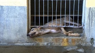 Hundreds of Macau greyhounds await their forever homes [upl. by Jeffrey87]