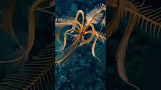 NEW DISCOVER SPECIES FEATHER STAR [upl. by Acirrehs]