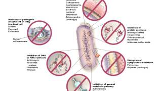 Chapter 10 Controlling Microbial growth in humans Part 1 of 1 Bauman [upl. by Suraved]