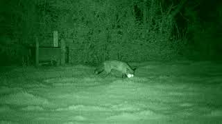 Two foxes  Bushnell Equinox Z2 night vision example video [upl. by Anomas871]