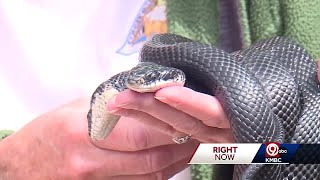 2headed snake captivating visitors at Burr Oak Woods Nature Center [upl. by Idelle]