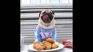 Doug The Pug  Olympics [upl. by Lanny]