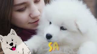 LO QUE NECESITAS SABER DEL SAMOYEDO Como cuidar y mimar a tu perro SAMOYEDO razasdeperros 🐾🐕🙌😍 [upl. by Lyndsie436]