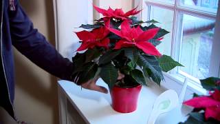 Poinsettia Care Guide [upl. by Bloch]