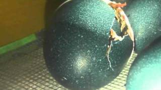 Emu Egg from eBay Hatches in GQF Incubator [upl. by Gareri260]