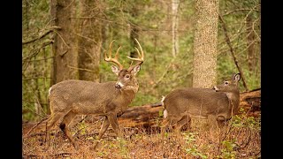 Whitetail Deer Buck and Doe Rut Behavior [upl. by Yleek]