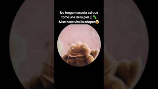 🤓🔬🦠pedropedro demodex rosacea dermatologo memes onderm piel monterrey viral tiktokviral [upl. by Siward]