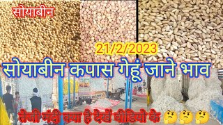 खंडवा मंडी कपास सोयाबीन भाव गेहूं भाव चने 21 फ़रवरी 2023 Khandwa Mandi kapas soybean bhav gehun chan [upl. by Onida]