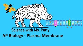 Plasma Membrane  AP Bio Unit 2 [upl. by Yatnuhs]