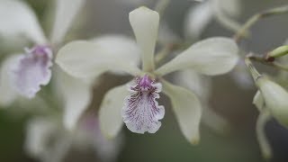 Encyclia incumbens  Orchideen Pflege leicht gemacht [upl. by Llenet]