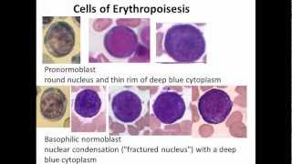 11 Hematopoiesis [upl. by Rudolph]