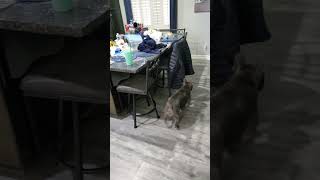 French Bulldogs play chase frenchbulldog puppy cute frenchie dog funny pets puppyvideos [upl. by Lundquist]