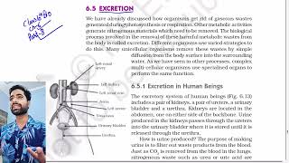 Life processes  Excretion  Excretion in human beings Ncert class 10th cbse [upl. by Ailam325]