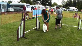 Japanese Spitz  Agility at Spitz in the Park [upl. by Nabois]