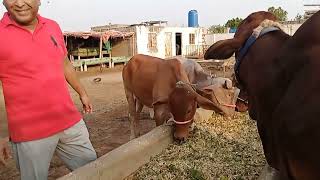 Visit to Cattle Farm [upl. by Aleciram]