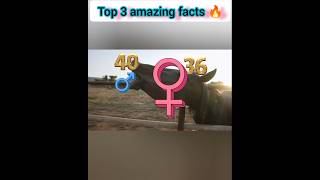 Top 3 amazing facts about horse 🔥facts factsmine shortfacts [upl. by Fancie]