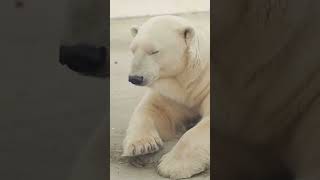 Learn Fun Facts About Polar Bears  Polar Bear Facts [upl. by Ikcin422]