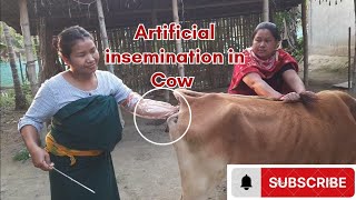 ARTIFICIAL INSEMINATION IN COW 5 aivideos333Dimpu Baruah [upl. by Sirtaeb]