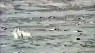 An Arctic fox chases a group of hares [upl. by Dnalon]