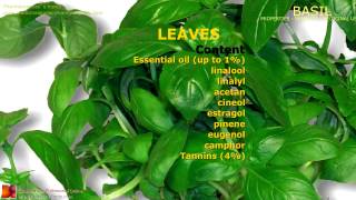 Basil benefits Uses and medicinal properties of Basil plant leaves [upl. by Ritchie]