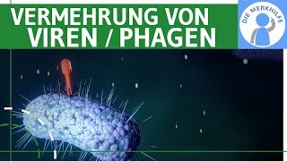 Vermehrung von Viren  Phagen einfach erklärt  Lytischer amp Lysogener Zyklus Bakterienzelle Genetik [upl. by Alekram]