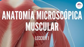 1 ANATOMÍA MICROSCÓPICA MUSCULAR FISIOLOGÍA MUSCULAR [upl. by Davon]