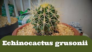 REPLANTANDO MEU CACTO POLTRONA DE SOGRA E OPUNTIA MICRODASYS 🌵  VEJA COMO FIZ [upl. by Nhguavaj905]