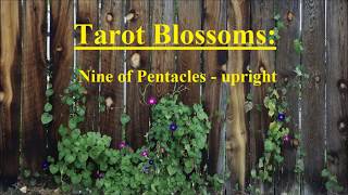 Tarot Blossoms Nine of Pentacles  upright [upl. by Sturrock621]