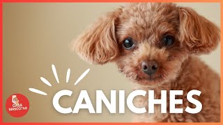 Los CANICHES 🐶 Descubre La Historia y Las Características 🐩🐶 [upl. by Swinton]