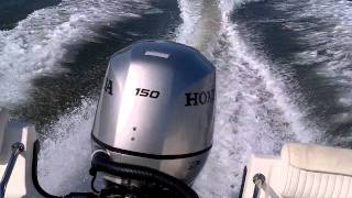 peters boston whaler bf 150 honda [upl. by Arriaet]