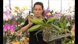 DES PROBLÈMES AVEC VOS ORCHIDÉES  ASTUCES ET SOLUTIONS PRATIQUES POUR Y REMÉDIER Phalaenopsis [upl. by Plath615]