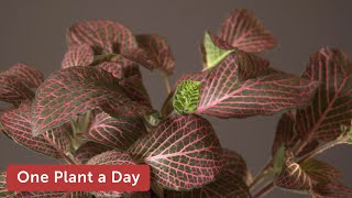 Fittonia albivenis Nerve Plant Houseplant Care — 223 of 365 [upl. by Rue]