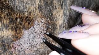 Clogged Hair Follicle Cleaning On Herc PLEASE SUBSCRIBE💜 [upl. by Nelan830]