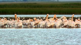 Pelikán bílý Pelecanus onocrotalus [upl. by Arocat]