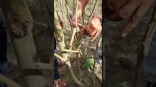 Precautionary Steps to be taken during Prunning to prevent fungal infection [upl. by Yroffej]