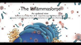 The inflammasome signalling pathway updated [upl. by Ariuqahs]