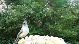 More Tufted Titmice [upl. by Jair]